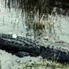 Gator with a golf ball on its back