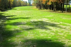 How trees can ruin a golf course
