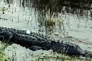 Gator with a golf ball on its back