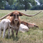 Nebraska postcard: A tale of two nine-holers