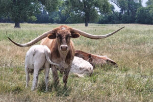 Nebraska Golf, Dannebrog CC longhorn cow